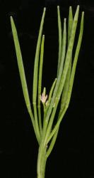 Cardamine grandiscapa. Siliques crowded at apex of inflorescence.
 Image: P.B. Heenan © Landcare Research 2019 CC BY 3.0 NZ